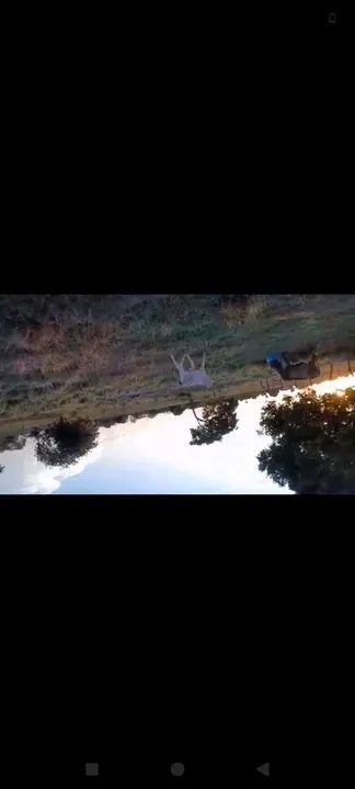 Vaca parida de fêmea. Tenho vídeo  - Foto 5