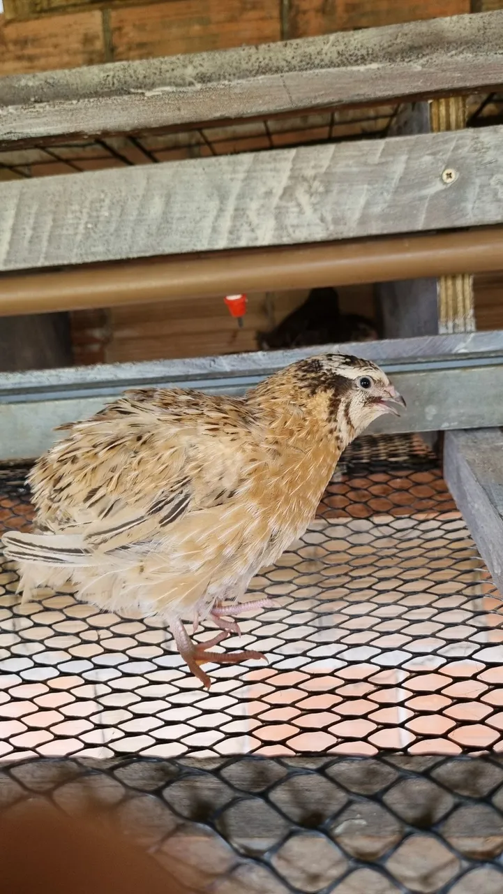 Ovos férteis de Codornas Gigantes - Diversas Raças