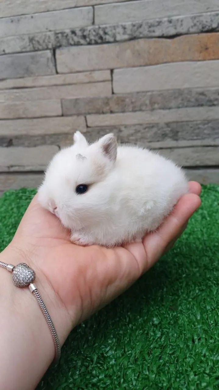 Coelho anão Raça Netherland Dwarf  - Foto 5