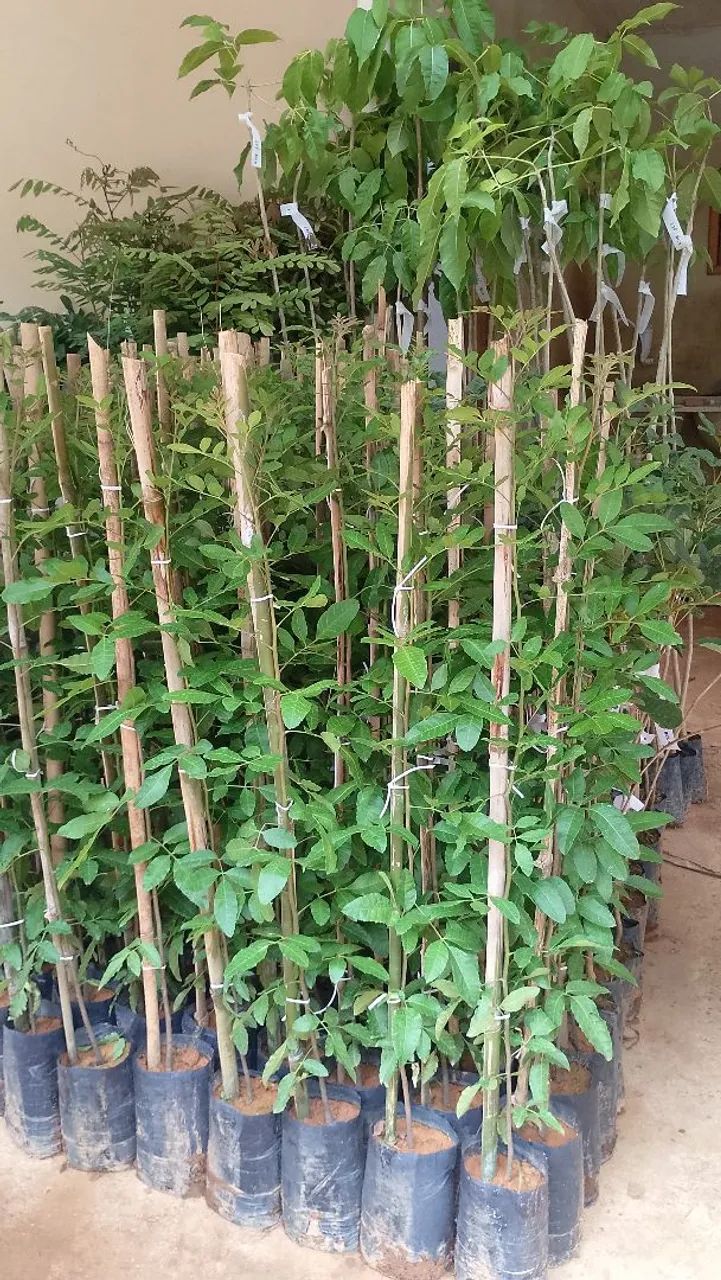 Mudas para Reflorestamento 1.20 Metro - Foto 3