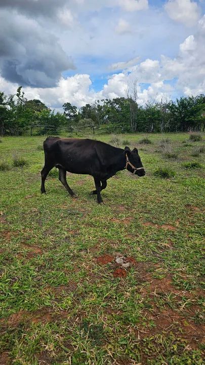 Vaca Jersolando - Foto 3