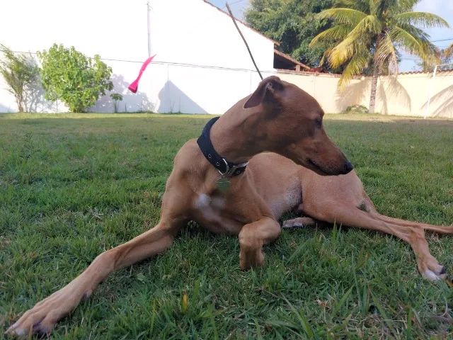 GALGO GREYHOUNDS OU GALGO INGLÊS - Foto 5