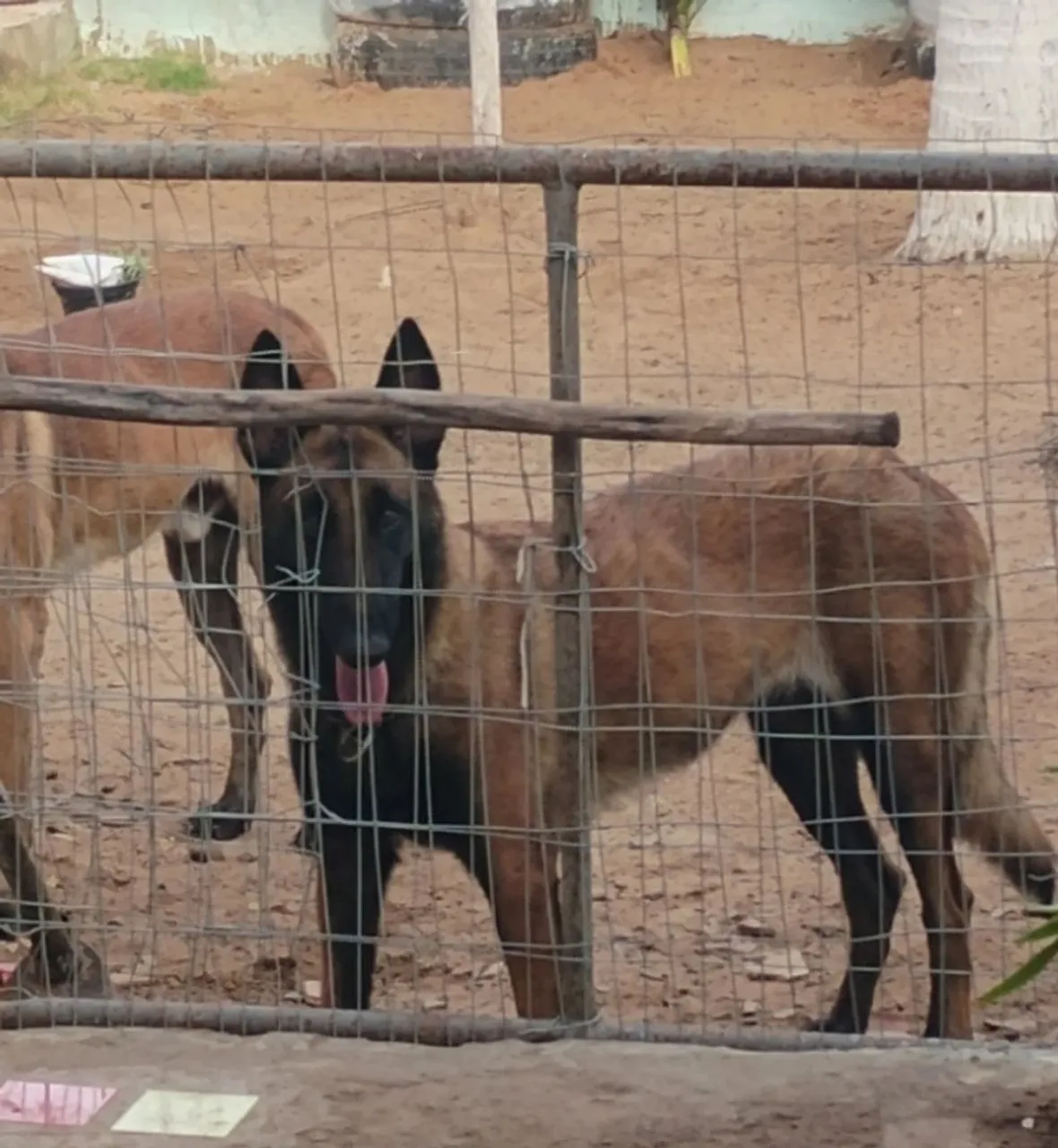 Cachorro Pastor Belga de Malinois