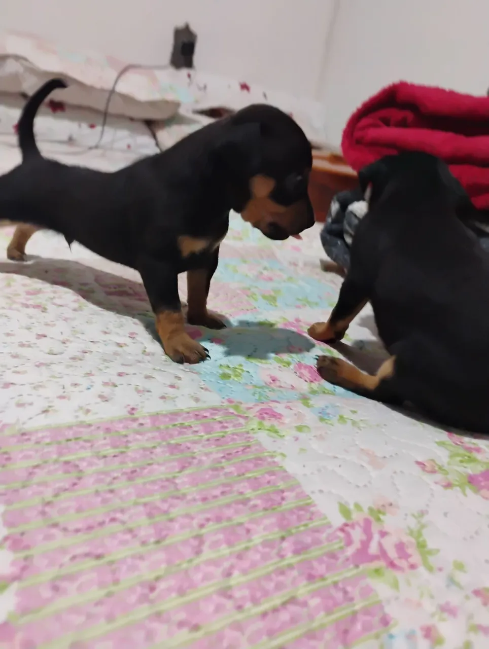 Pinscher á venda