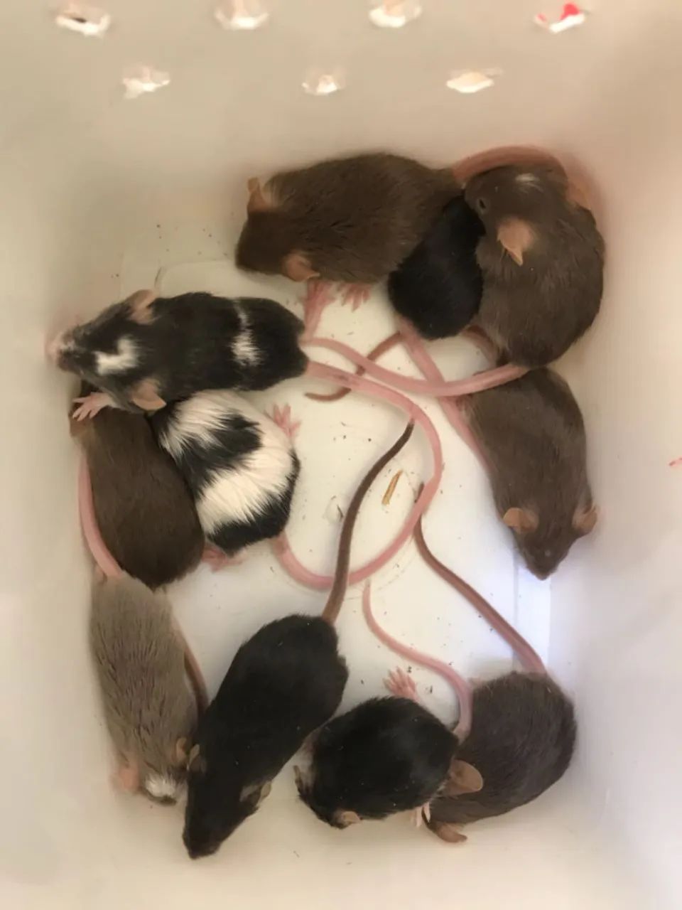 Camundongo e neonato - Foto 6