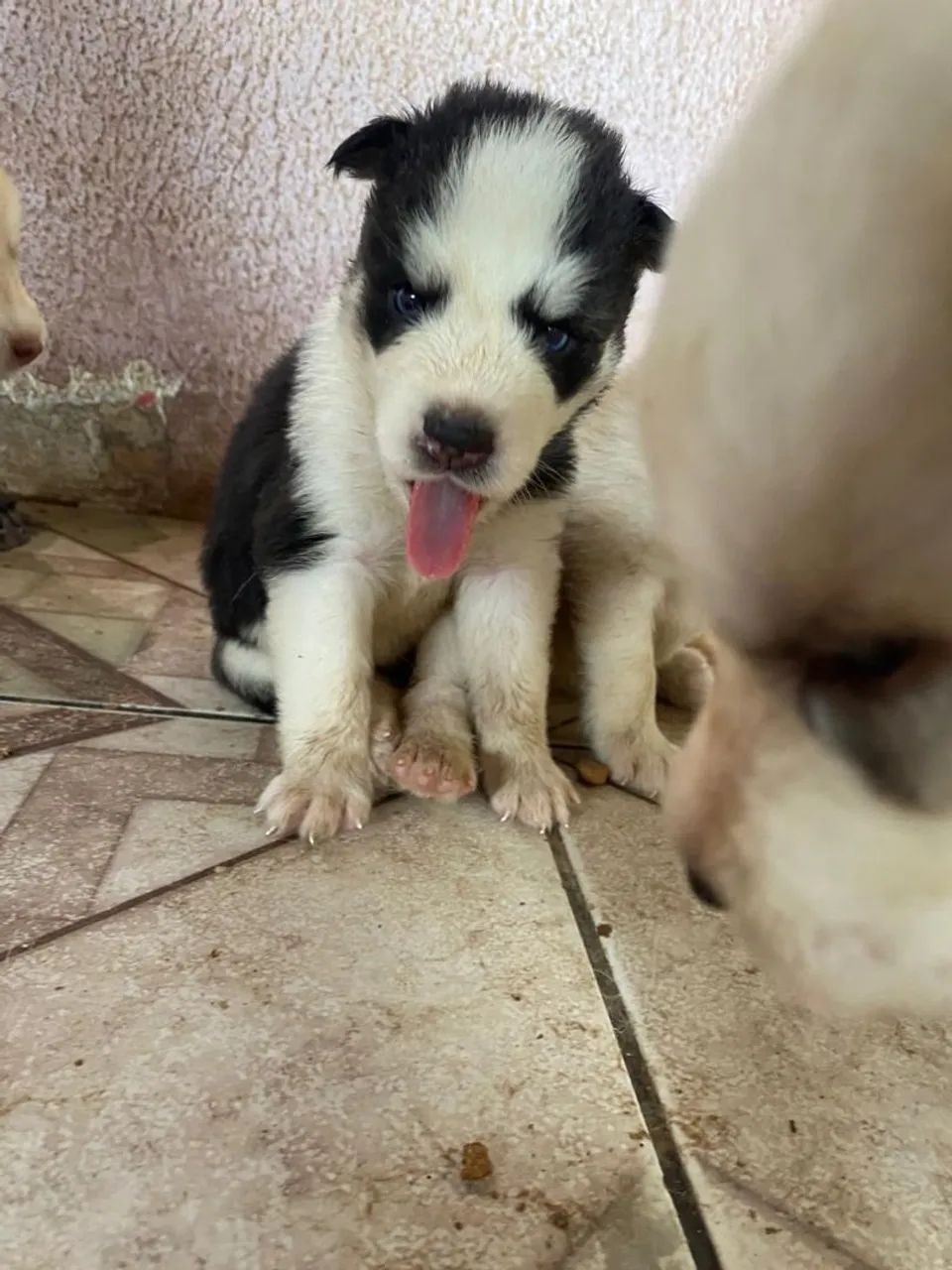 Husky siberiano  - Foto 5
