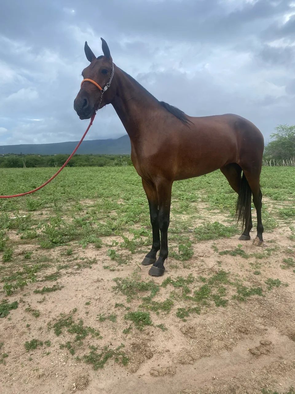 Égua mangalarga  - Foto 2