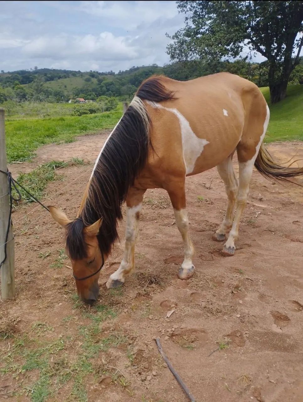 Égua Campolina _ cavalo - Foto 5