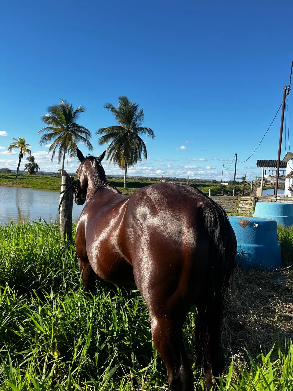 Égua QM a venda!  - Foto 3