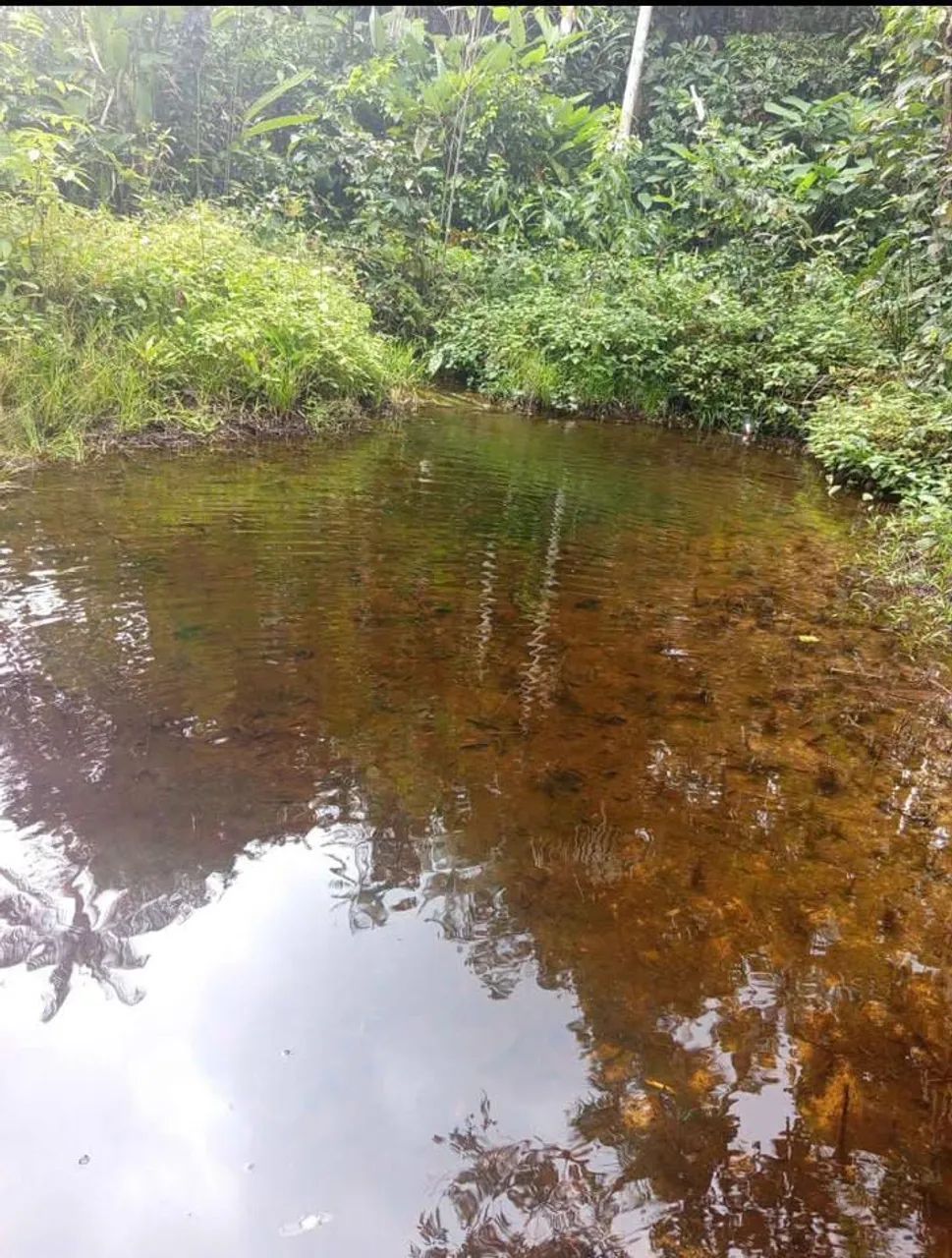 Sitio - Tefé amazonas - Foto 2