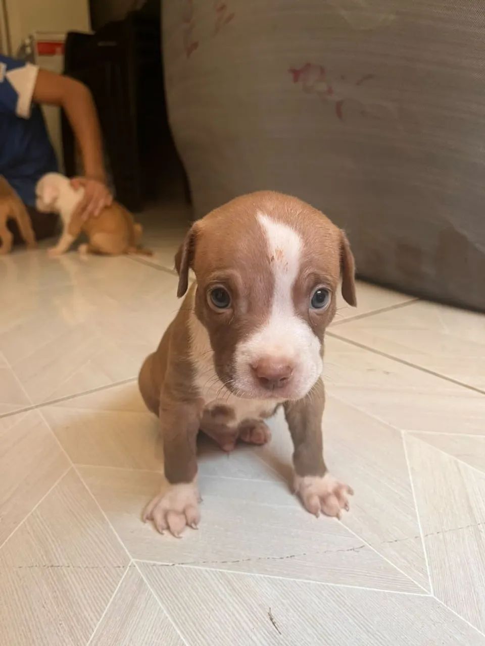 Filhotes de Pitbull  - Foto 2