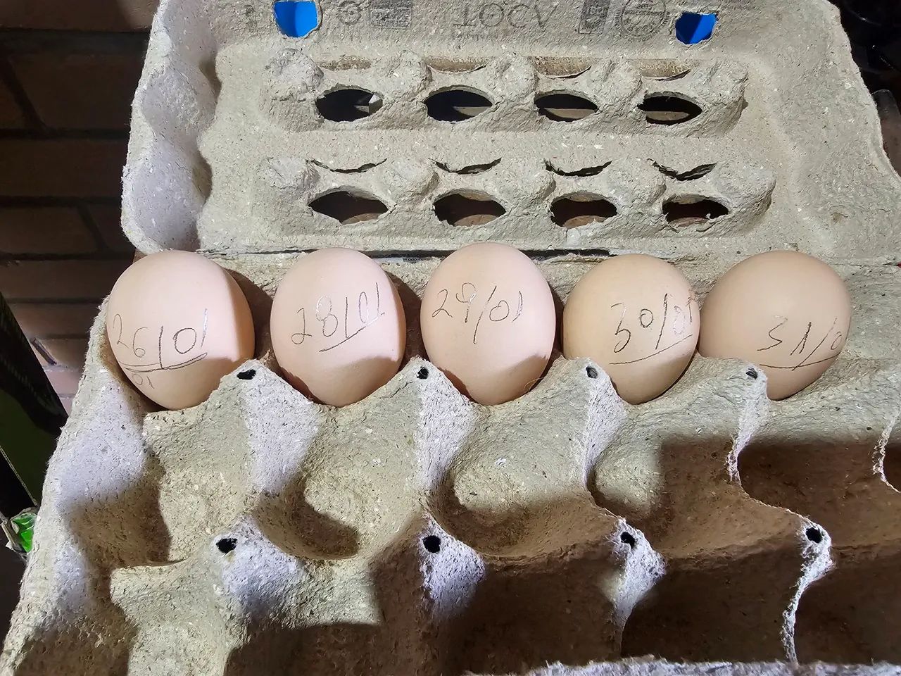 Ovos galados light sussex