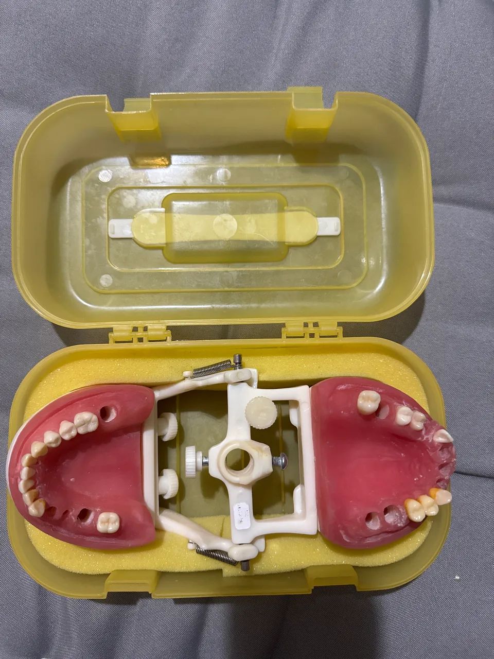 Manequim Dentistica Pronew