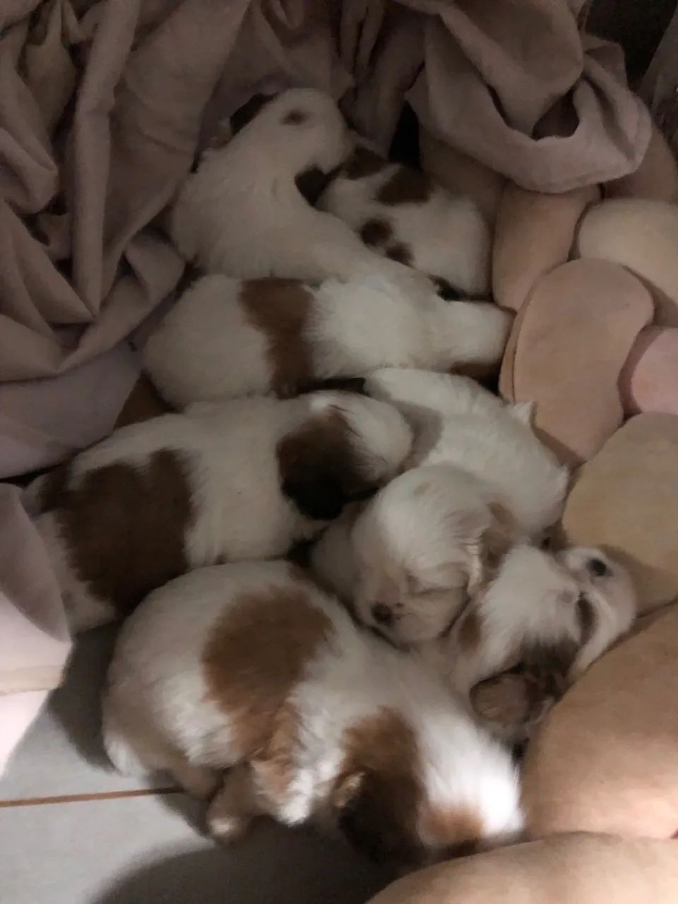 Cachorro 