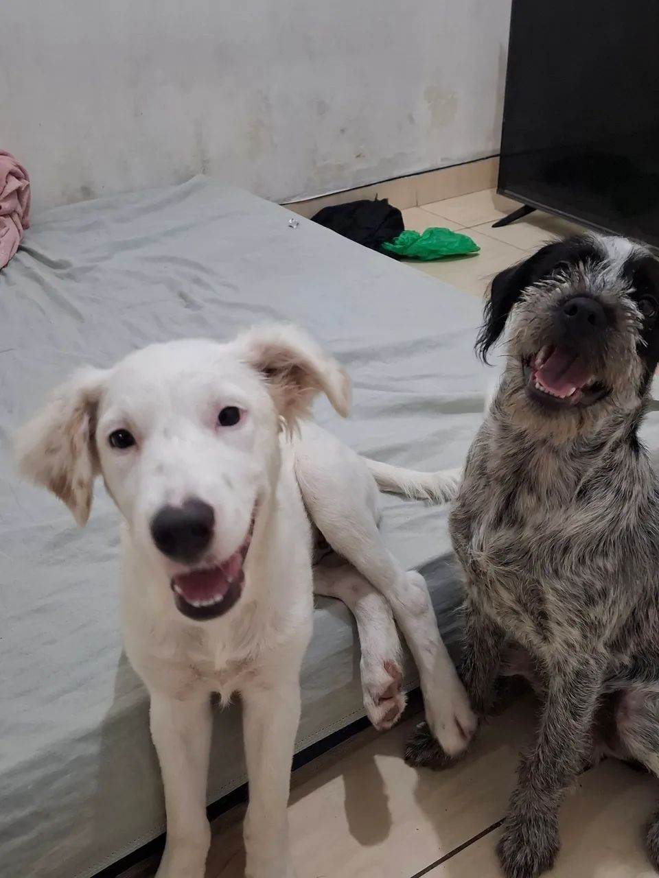 Cachorros para doação em conjunto  - Foto 2