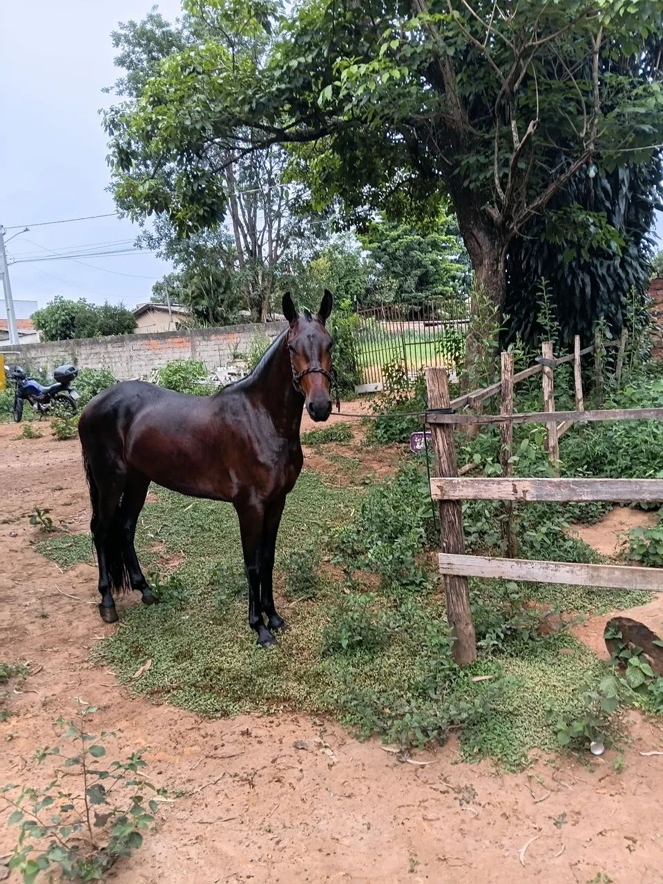 Manga larga Machado  - Foto 3