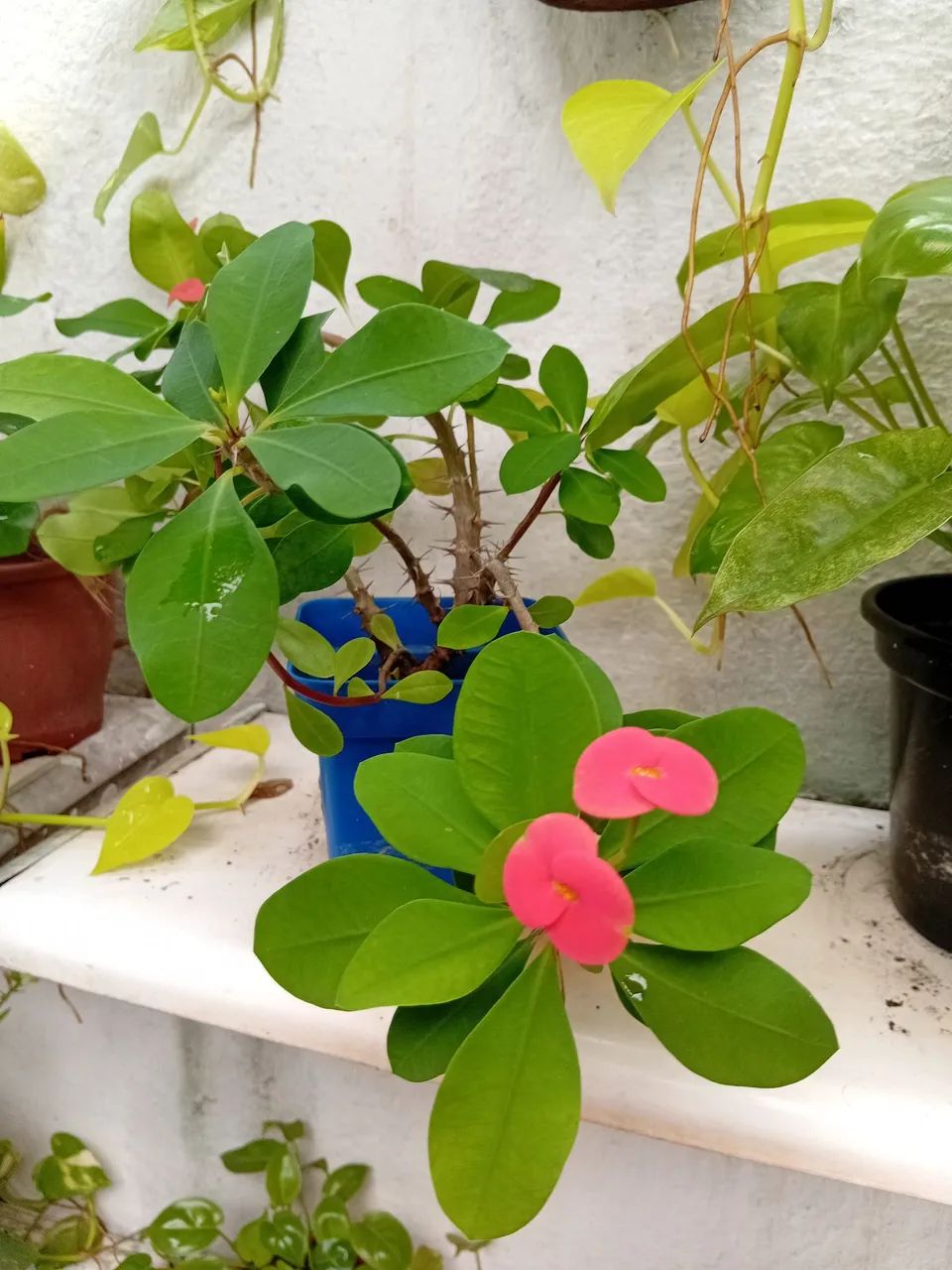 Muda de planta com flor vermelha. - Foto 3