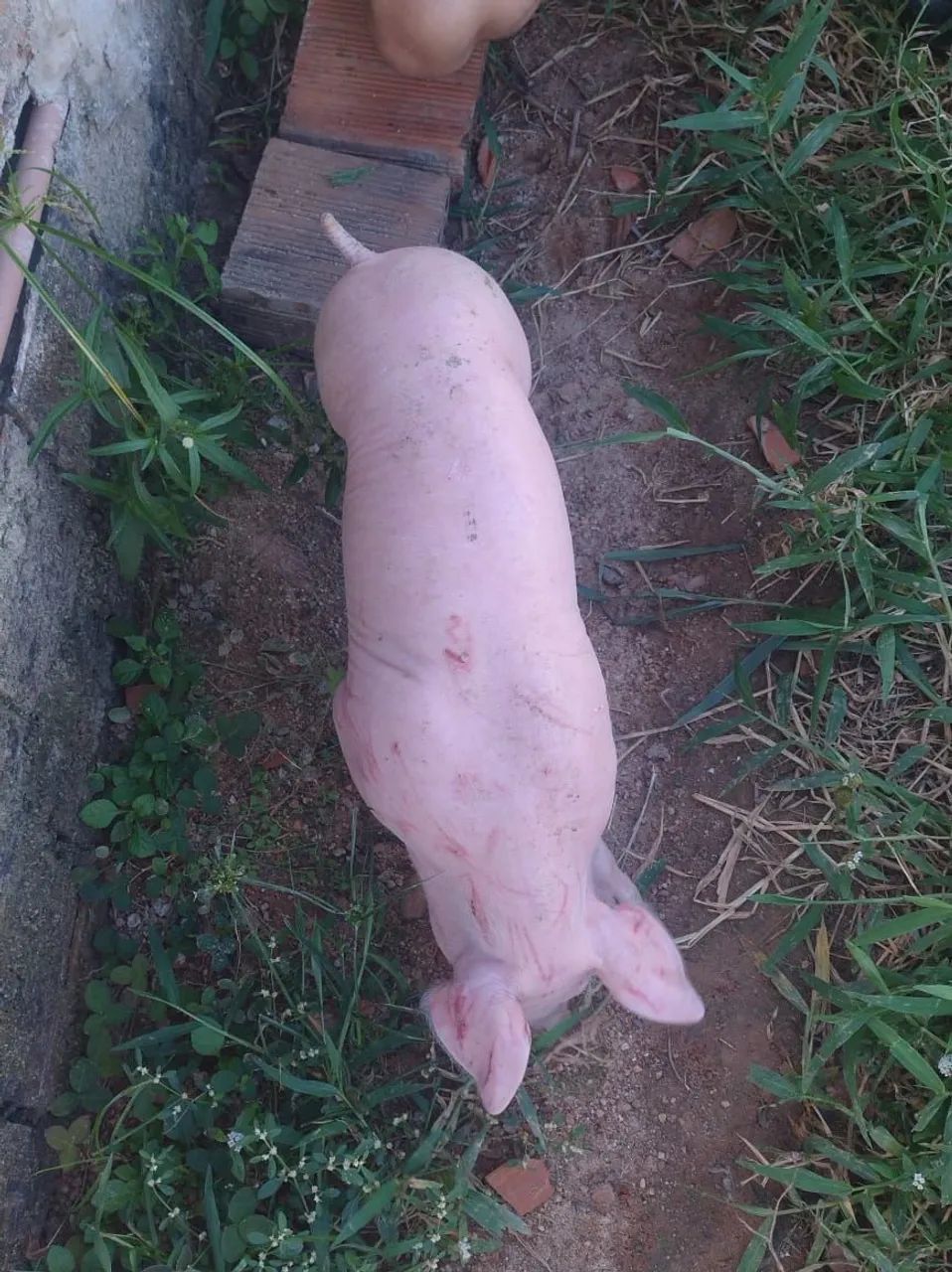 Porcos 