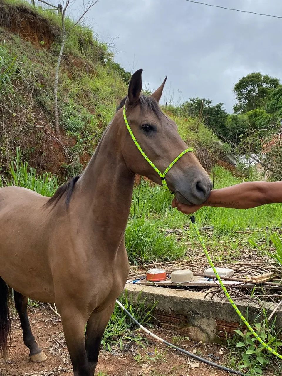 Vendo cavalo