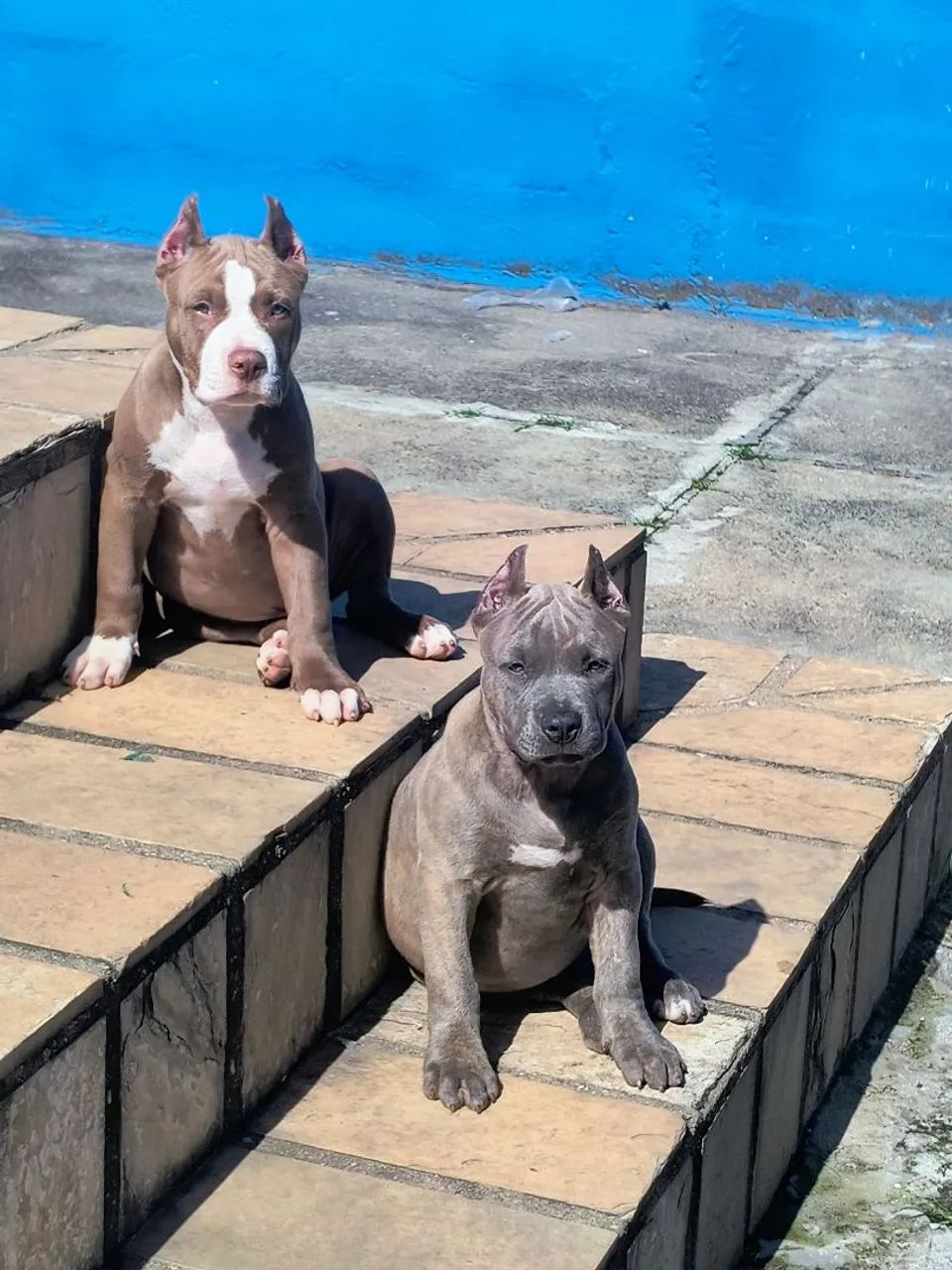 Pitmonster Macho - Foto 3