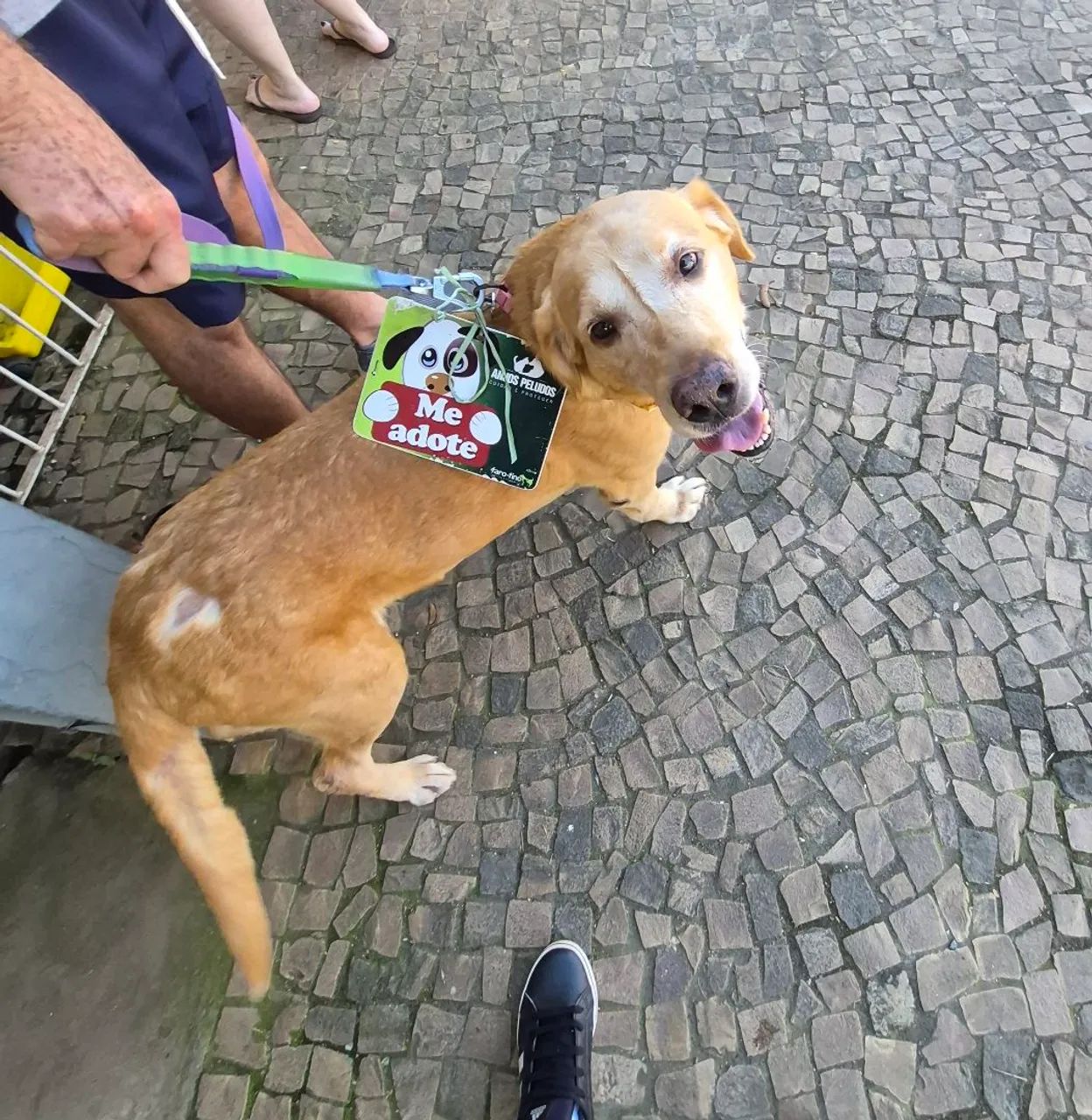 Doação Labrador - 3 anos - Foto 2
