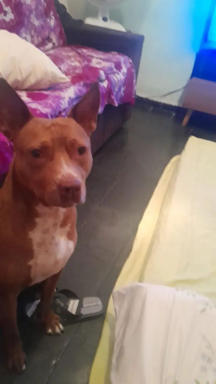 Doacao pit bull