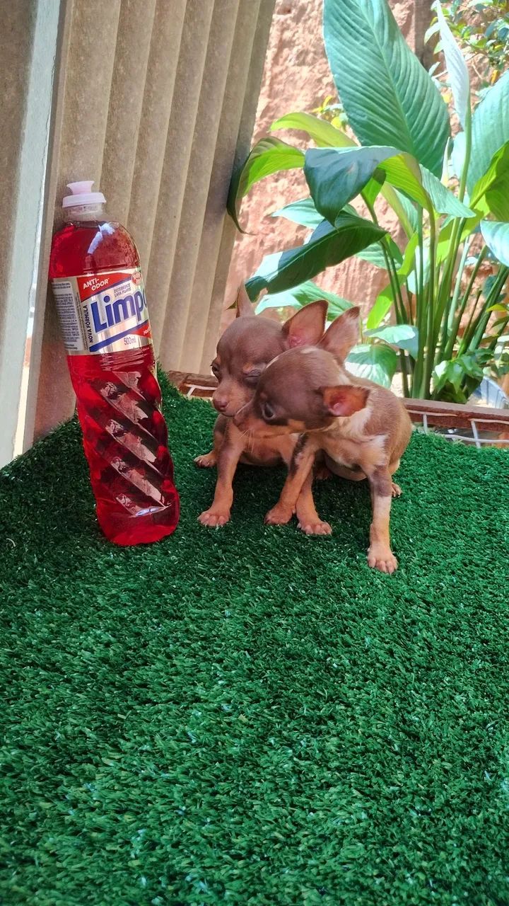 Pinscher micro exóticos. - Foto 4