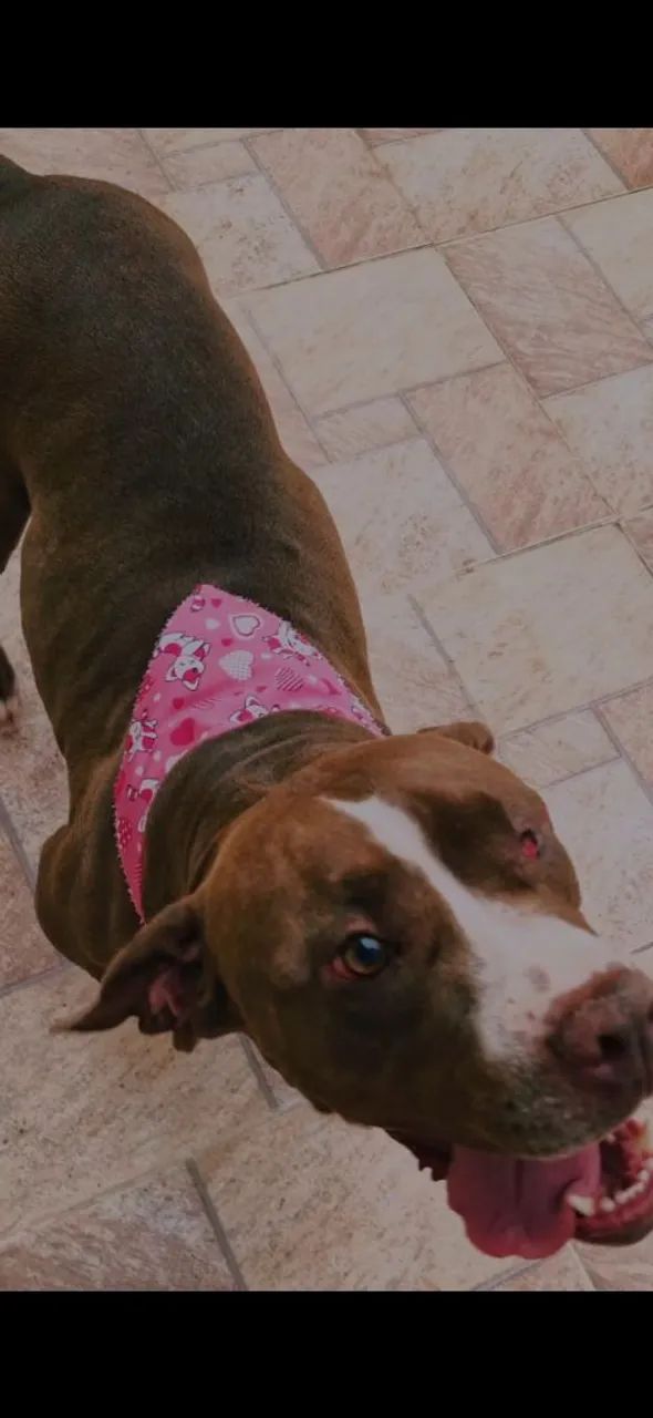 Doando pit bull - Foto 2