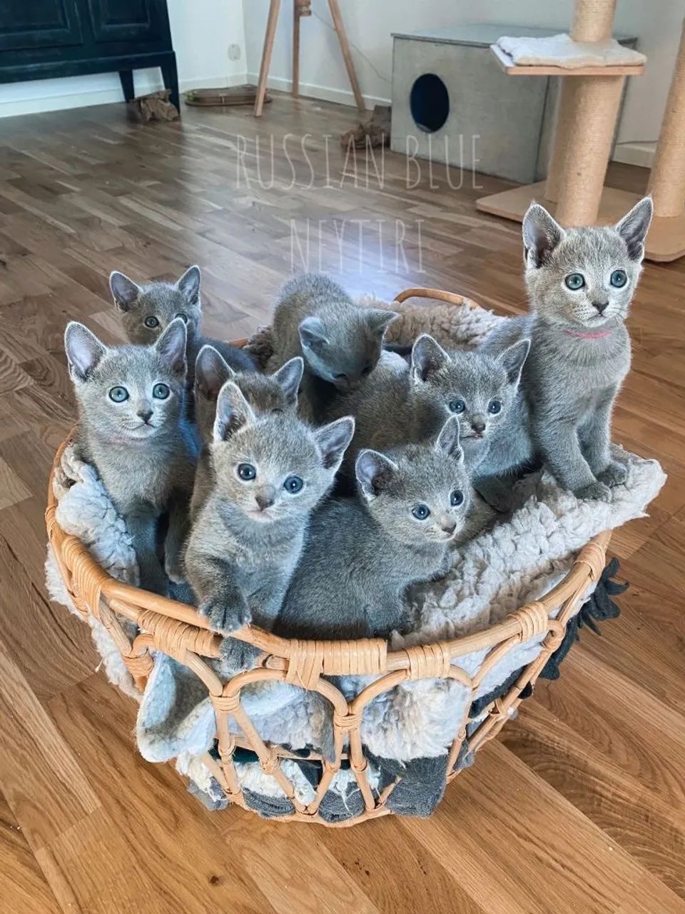 Russian Blue 
