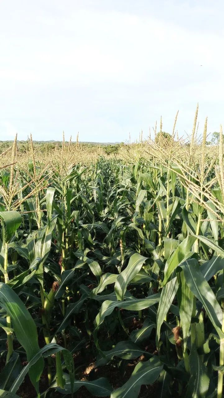 Milho verde na espiga - Foto 3