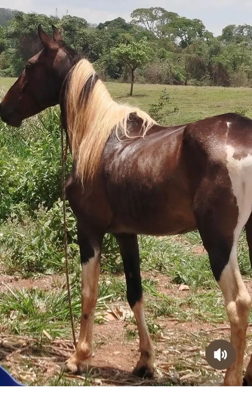 Cavalo manga larga  - Foto 2