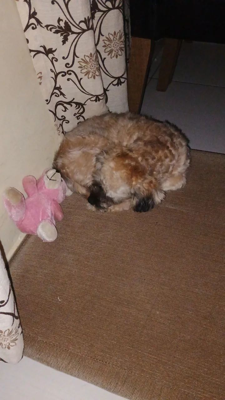 Cachorro  - Foto 2