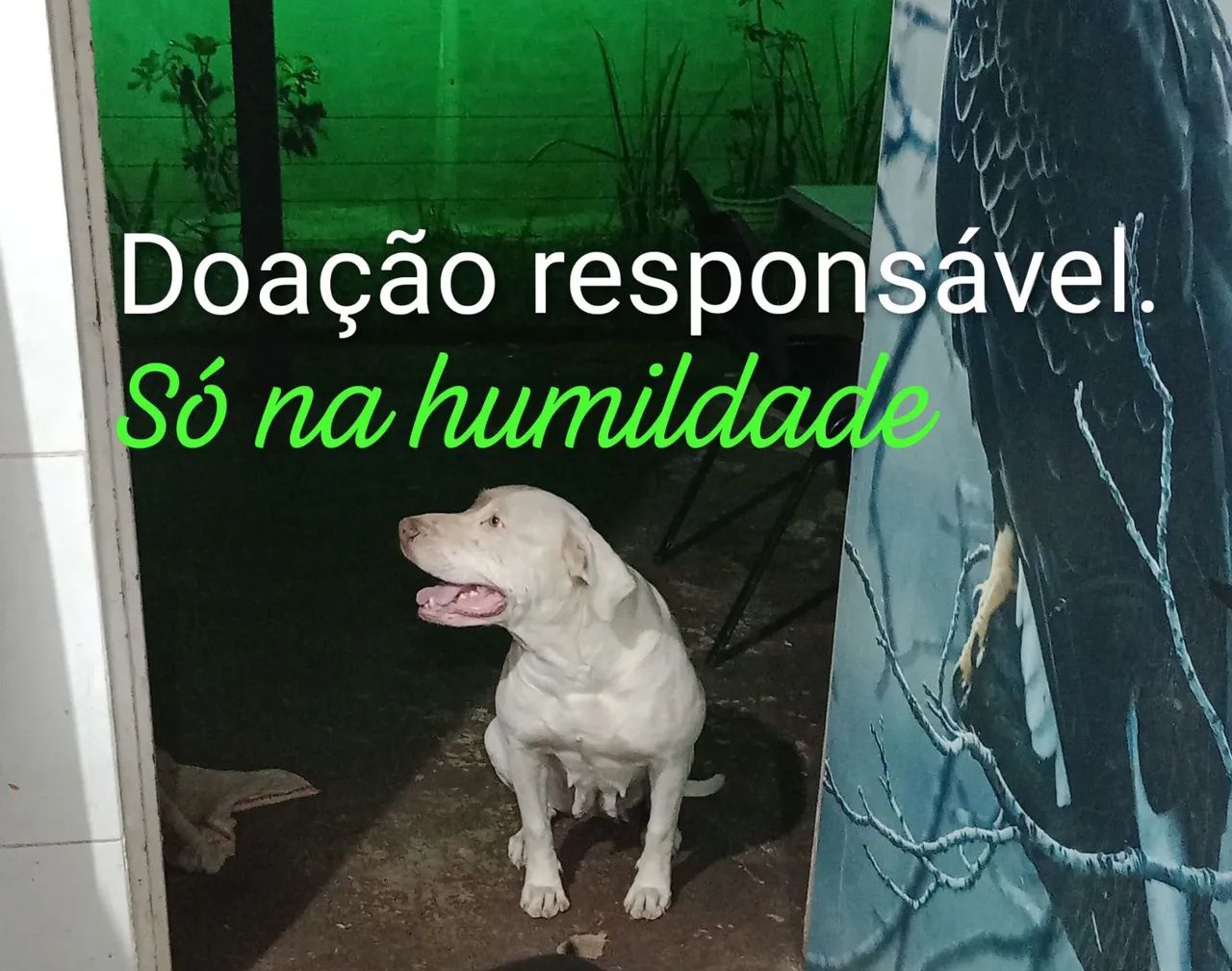 Doação responsável 4,anos