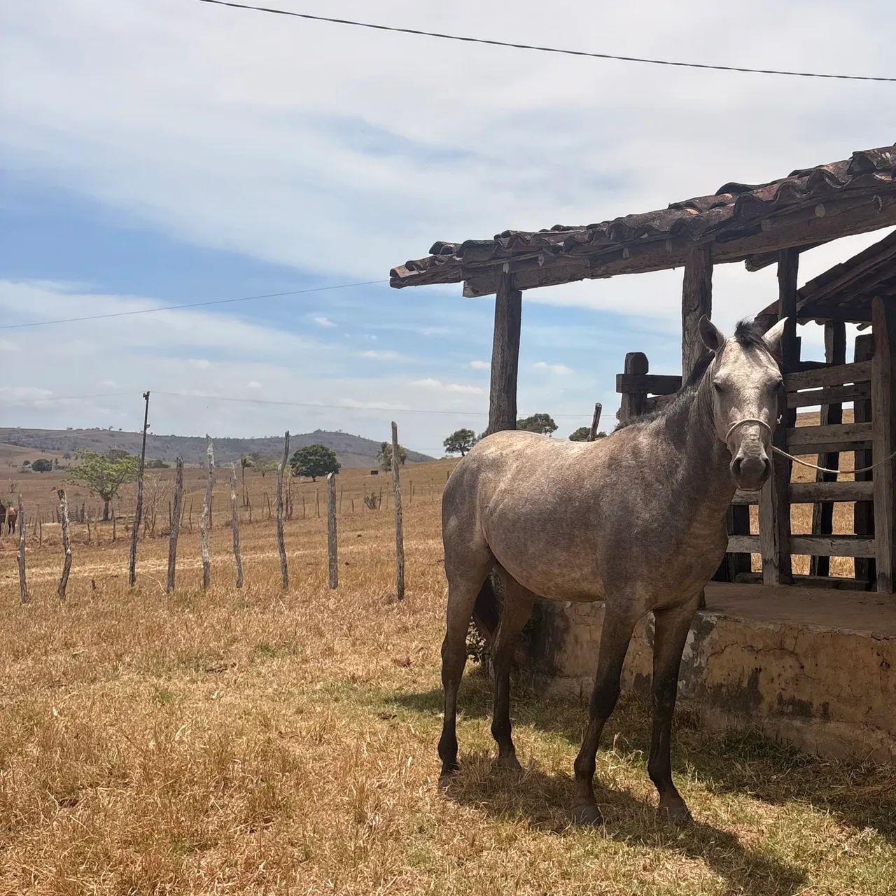 Potro quarto de milha  - Foto 3