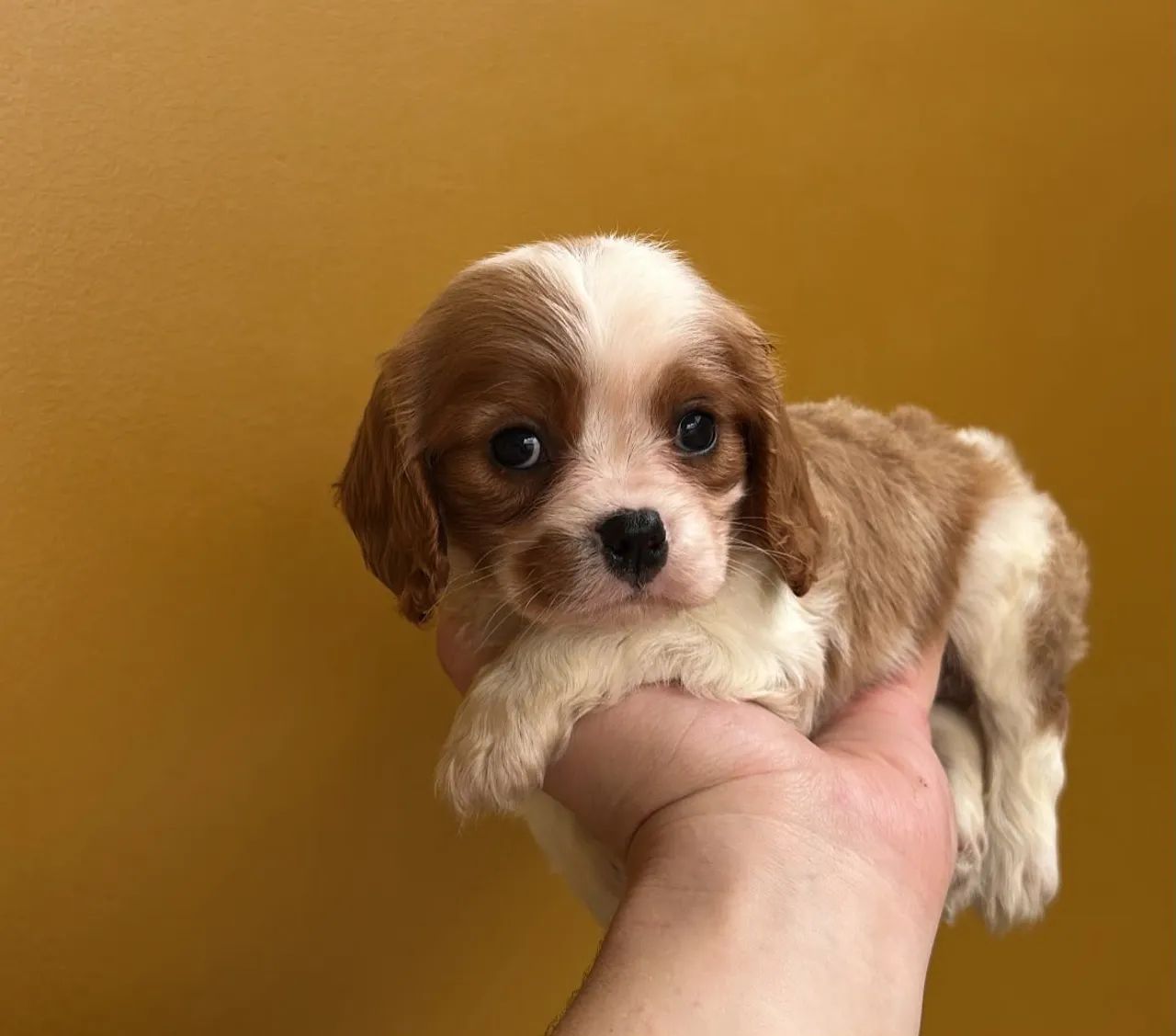 Cavalier  - Foto 2