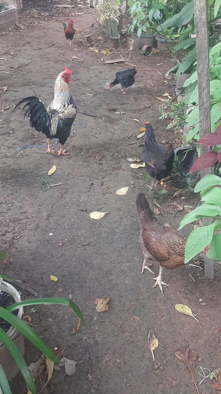 Galinha e galos - Foto 3