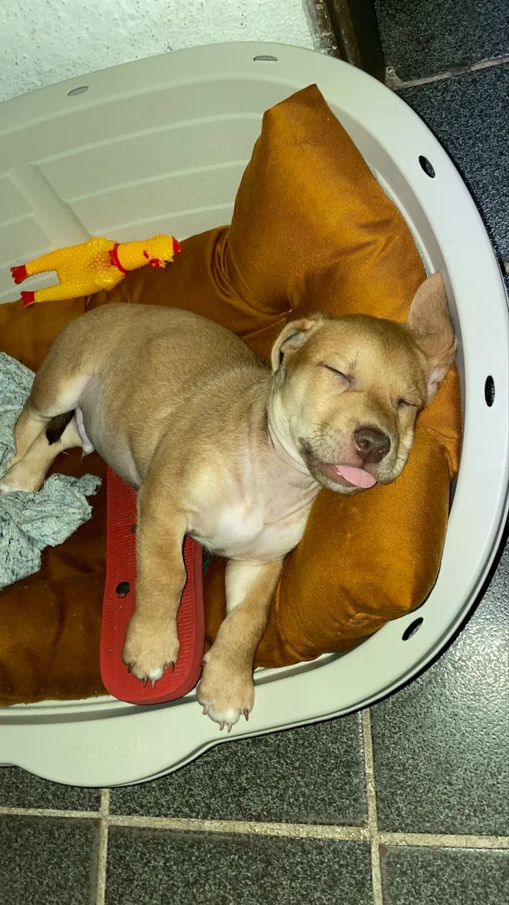 Chorei para adoção  - Foto 5