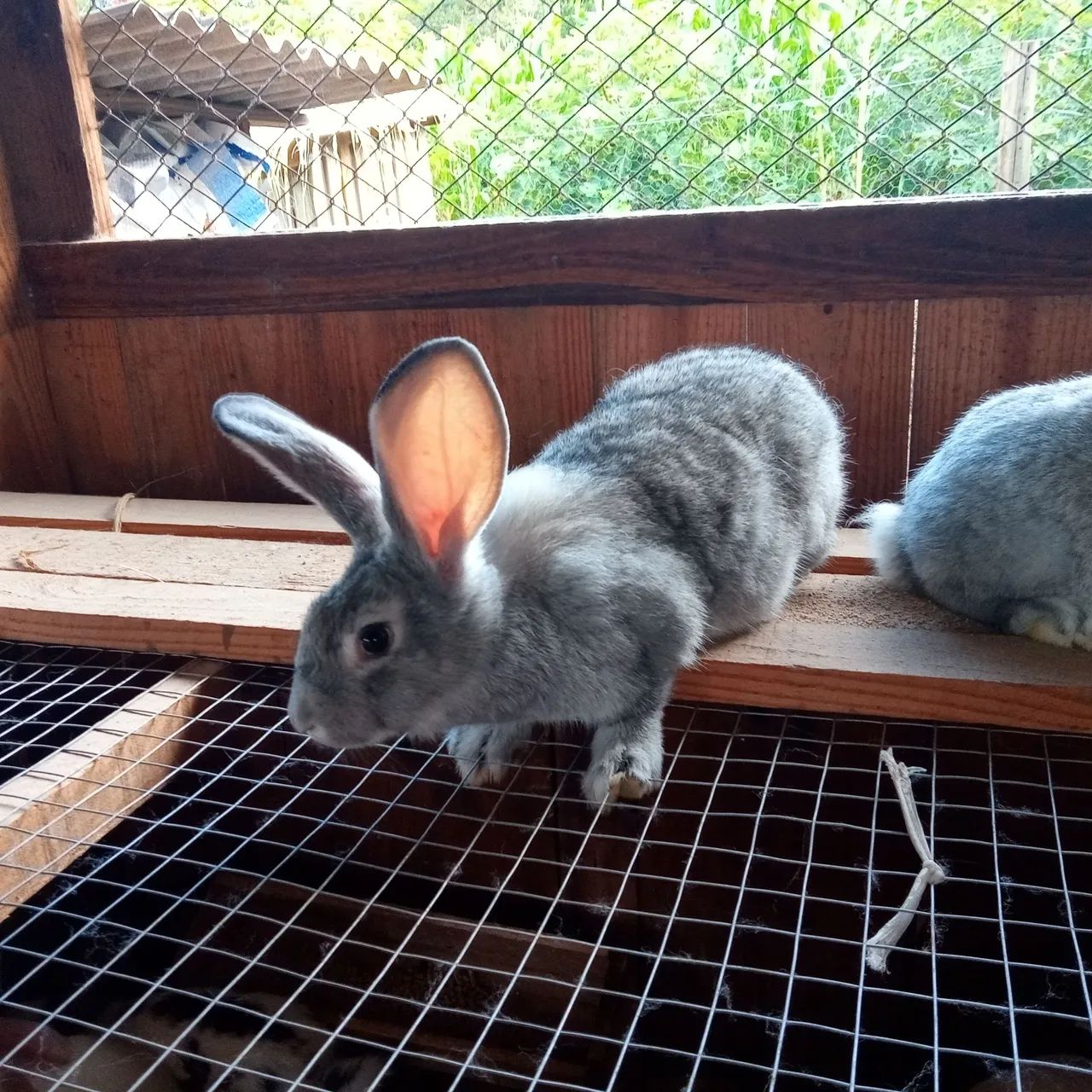 Filhotes coelhos gigante  - Foto 2