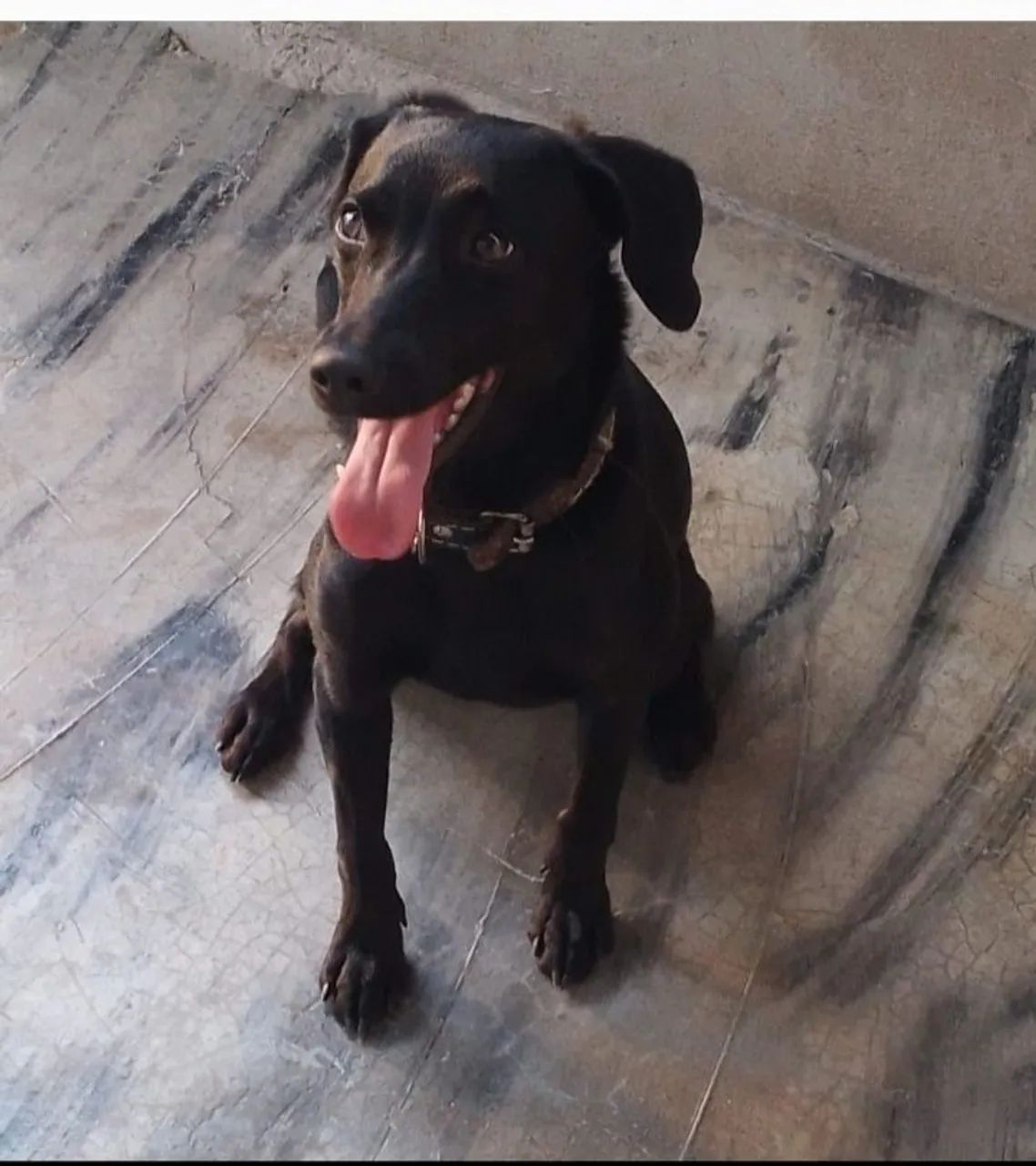 Doação de cão! - Foto 2