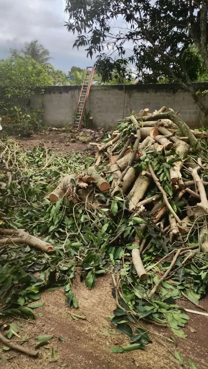 Corte de árvore em Vila Velha - Foto 2