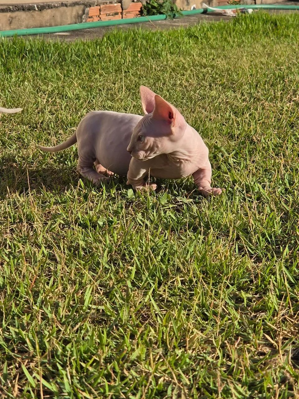 Sphynx bambino  - Foto 4