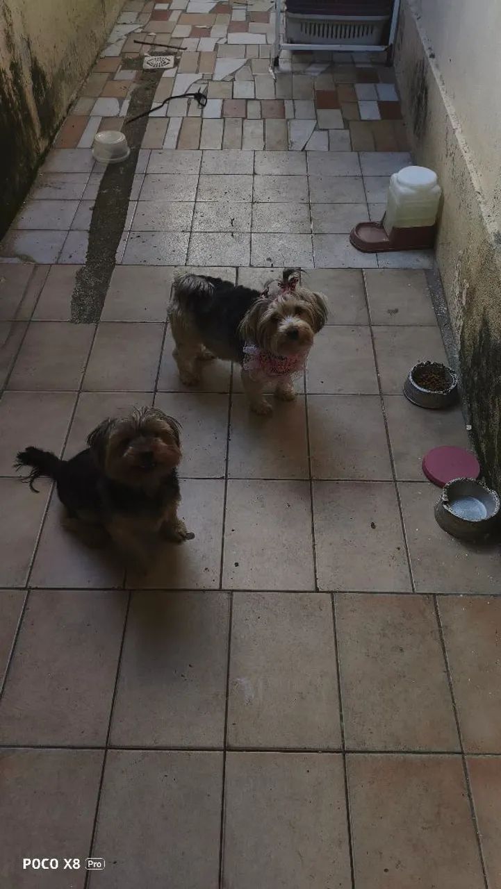 Filhotes de yorkshire  - Foto 4