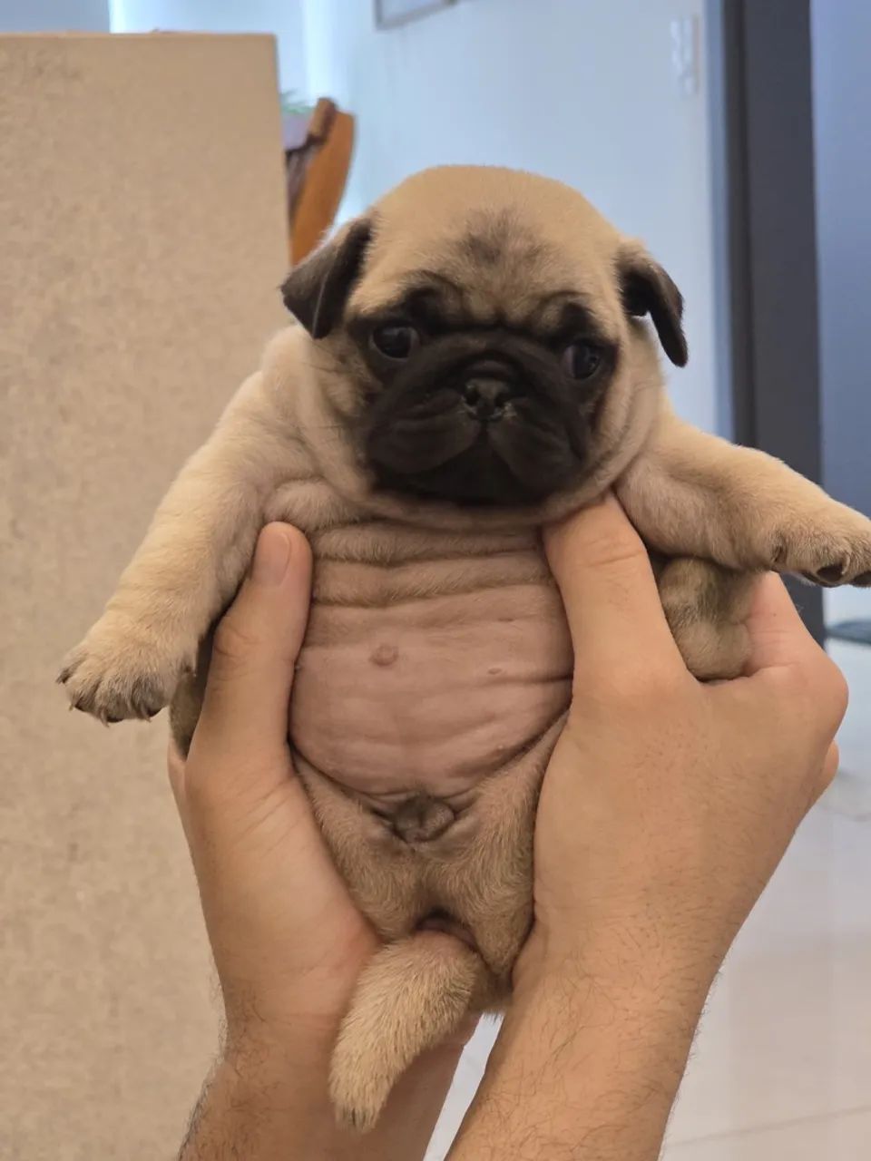 Filhotes de PUG - Foto 3