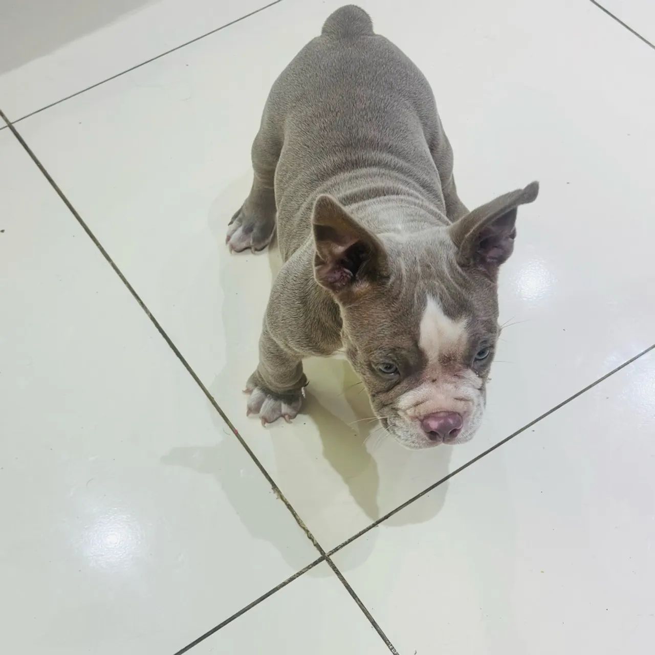 American Bully MICRO - Foto 5