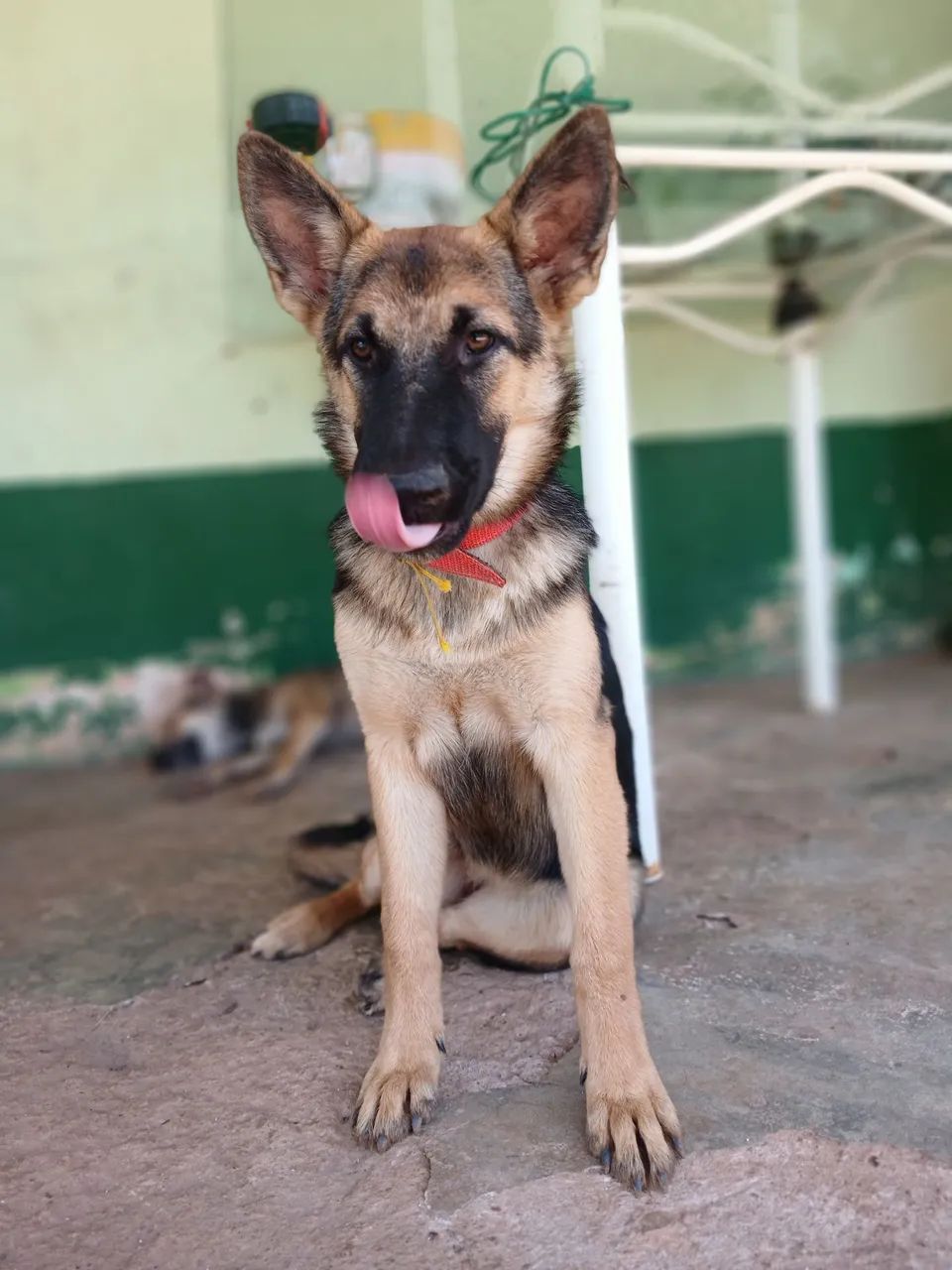 Cão Pastor alemão capa preta