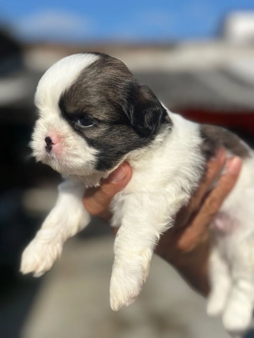 Shih tzu  - Foto 4
