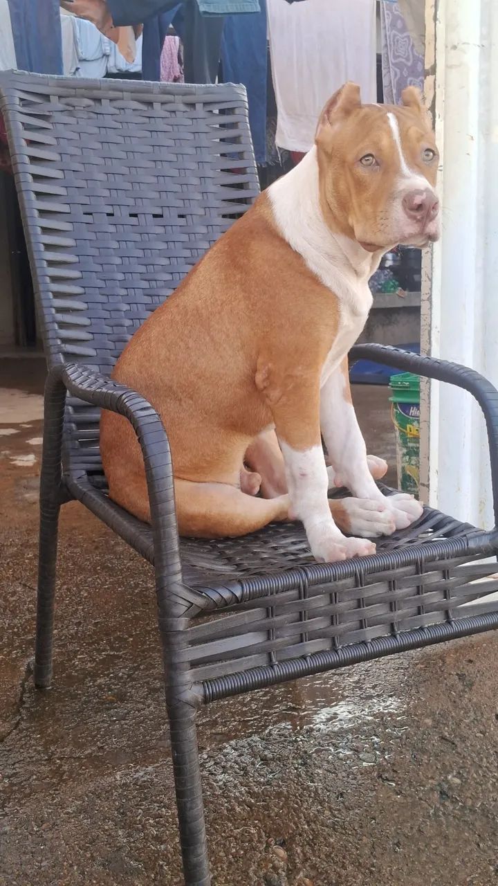 Pitbull  - Foto 2