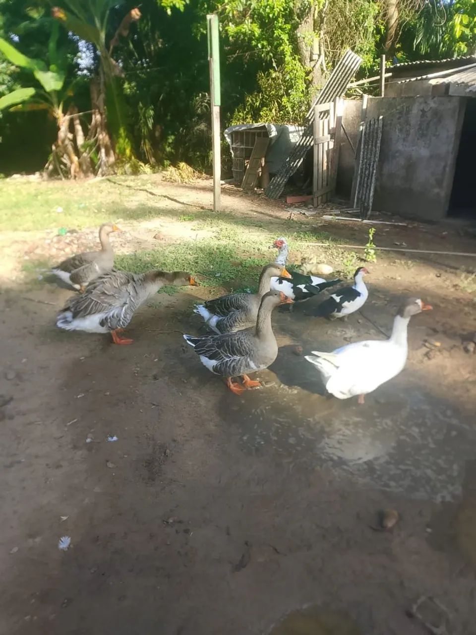 Vende-se Gansos  - Foto 3