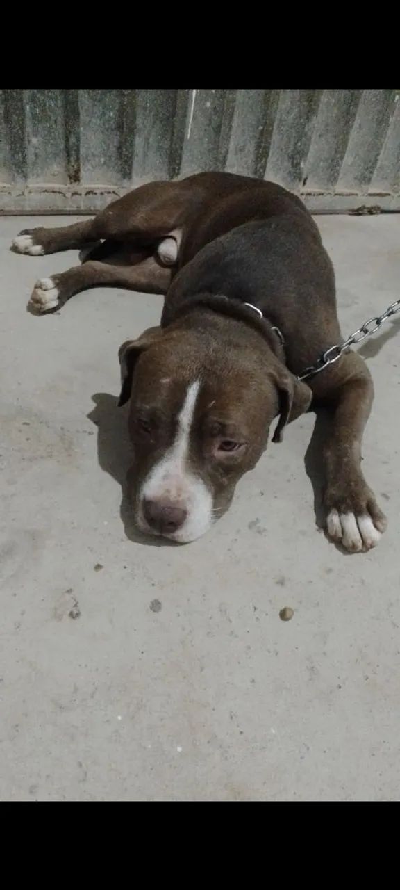 Pitt bull  - Foto 2