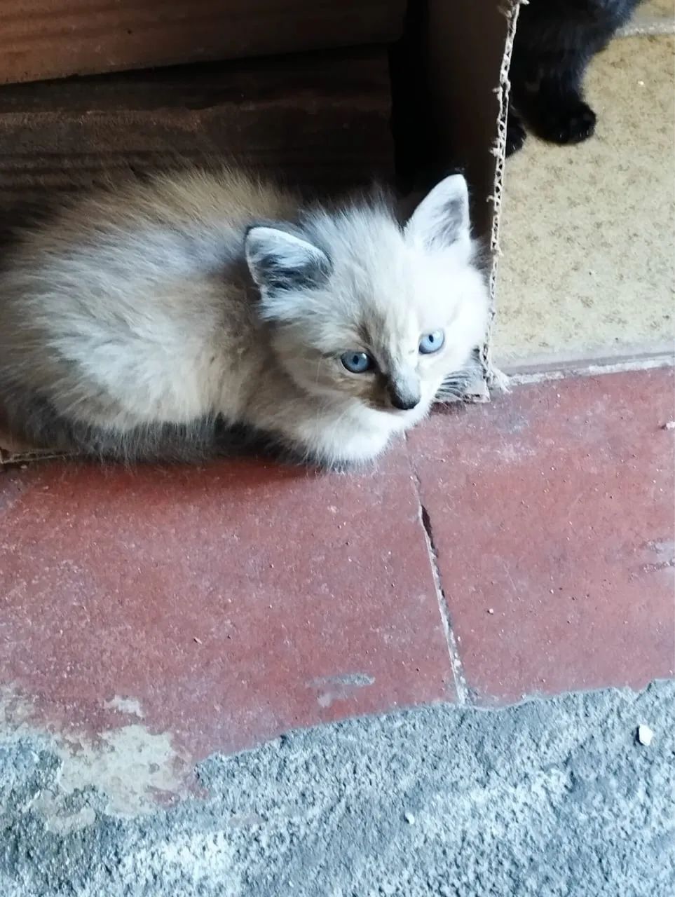 Mini queridos para doação - Foto 2